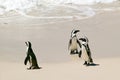 Penguins at Boulders Beach, outside of Cape Town, South Africa Royalty Free Stock Photo
