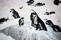 Penguins at Boulders Beach, Simon`s Town, South Africa Royalty Free Stock Photo