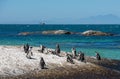 Penguins at Boulders beach in Simons Town, Cape Town, Africa