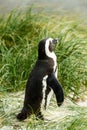 Penguins at Boulders Beach, Simonstown in South Africa