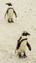 Penguins at Boulders Beach, Simonstown in South Africa