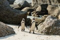 Penguins at Boulders Beach, Simonstown in South Africa