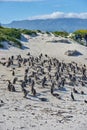 Penguins at Boulders Beach in South Africa. Animals on a remote and secluded popular tourist seaside attraction in Cape