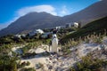 Penguins of Boulders Beach, South Africa Royalty Free Stock Photo