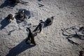 Penguins of Boulders Beach, South Africa Royalty Free Stock Photo