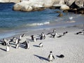 Penguins at Boulders Beach South Africa