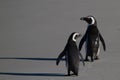 Penguins at Boulders Beach