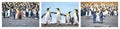 Penguin communicate with each other in three parts. Penguin photos arranged to one illustration of celebration time. Behavior. Royalty Free Stock Photo