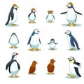 Penguins characters in various poses vector set