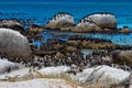 Penguins colony and Cape cormorant birds at Boulders Beach, South Africa