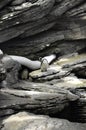 Penguins colony on rocks in aquarium interior in Lisbon Oceanarium