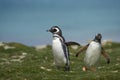 Penguins coming ashore on Bleaker Island in the Falkland Islands Royalty Free Stock Photo