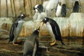 Penguins in conference