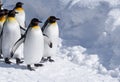 Penguins on cute tuxedo walk on a snowy path. Royalty Free Stock Photo