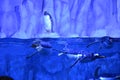 Penguins in decorative cave in oceanarium