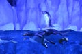Penguins in decorative cave in oceanarium