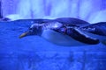 Penguins in decorative cave in oceanarium