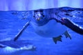 Penguins in decorative cave in oceanarium