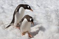 Penguins descending carefully Royalty Free Stock Photo