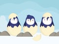 penguins eggs shell