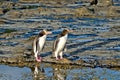 Penguins evening walk Royalty Free Stock Photo