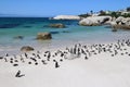 penguins in Exotic and beautiful Boulders beach in South Africa