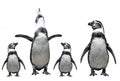 Penguins family Royalty Free Stock Photo