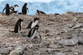 Penguins - gentoo penguin - Pygoscelis papua - with chick begging for food at Neko Harbour, Antarctica Royalty Free Stock Photo