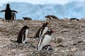 Penguins - gentoo penguin - Pygoscelis papua - with two chicks at Neko Harbour, Antarctica Royalty Free Stock Photo