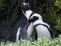 Penguin Love Royalty Free Stock Photo