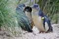 Penguins Royalty Free Stock Photo