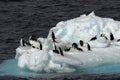 Penguins on ice floe Royalty Free Stock Photo