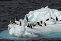 Penguins on ice floe