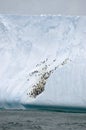 Penguins on Iceberg