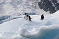 Penguins on iceberg in Antarctica