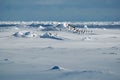 Penguins in icescape Royalty Free Stock Photo