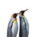 Penguins isolated on white background Royalty Free Stock Photo