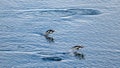 Penguins jumping out of sea, Antarctica near Paulet Island. Adelie penguins coming out of the water in Antarctica.