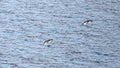 Penguins jumping out of the sea in Antarctica near Paulet Island. Adelie penguins coming out of the water in Antarctica.