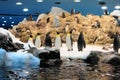Penguins at Loro Park