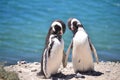 Penguins in love