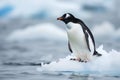 Penguins on melting Ice floe