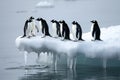 Penguins on melting Ice floe