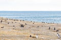 Colony of magellanic penguins on Magdalena island, Strait of Magellan, Chile