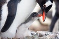 Penguins nest Royalty Free Stock Photo
