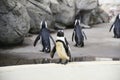 Penguins in an oceanarium on an artificial enclosure. Marine animals in captivity