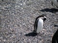 Penguin resting and chequing on its feathers