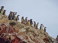 Penguins in Paracas, Peru