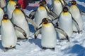 Penguins parade by outdoor walking exercise