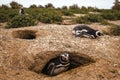 Penguins in Patagonia Peninsula de valdes Argentina, Magellanic Penguin